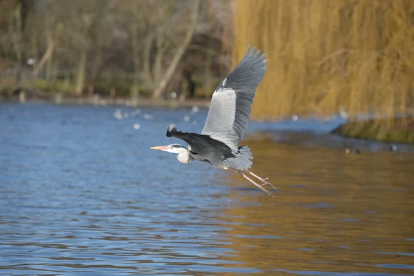 Grey Heron, Ardea cinerea — Stock Photo, Image