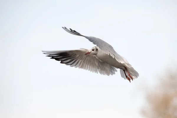 Black-headed Gull, Chroicocephalus ridibundus — Stock Photo, Image