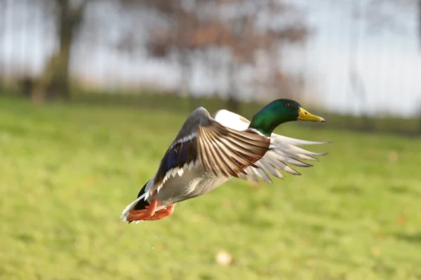 Canard colvert, anas platyrhynchos — Photo