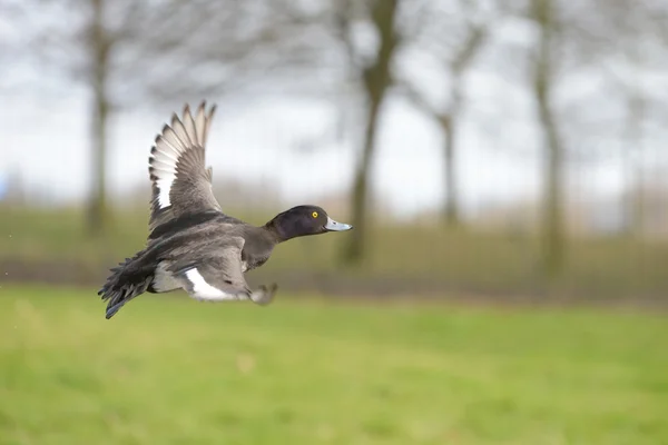 Tufted Duck, Aythya fuligula — Stock Photo, Image