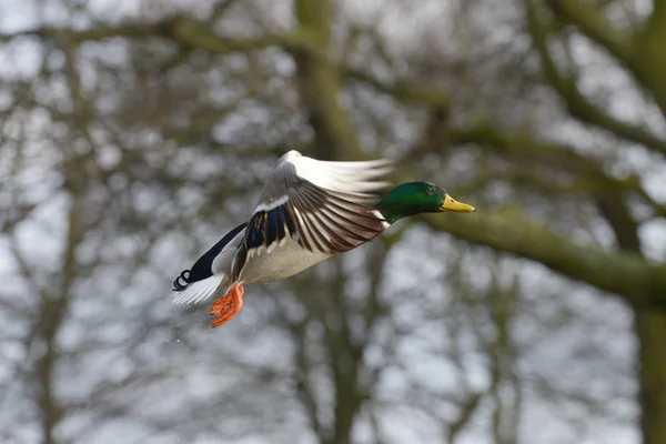 Mallard, Anas platyrhynchos — Stock Photo, Image