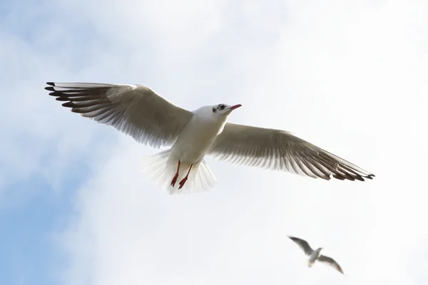 Black-headed Gull, Chroicocephalus ridibundus — Stock Photo, Image