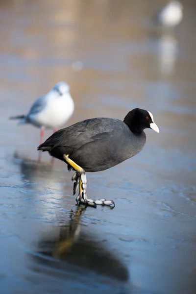 Eurasian Coot, Coot, Fulica — Fotografie, imagine de stoc