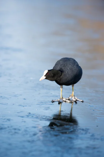 Avrasya coot, Sakarmeke, fulica atra — Stok fotoğraf