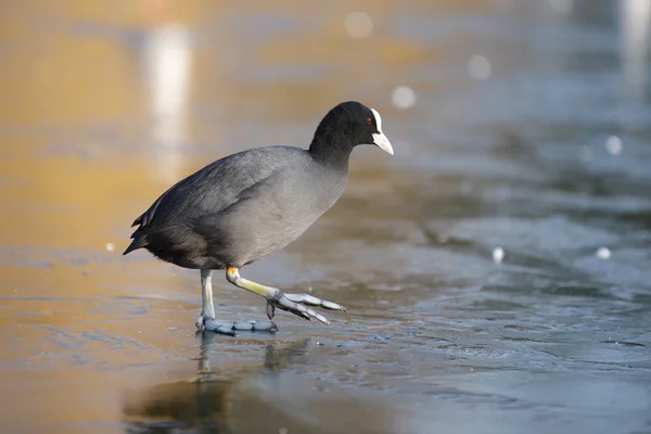 Eurasian Coot, Coot, Fulica atra — Stock Photo, Image