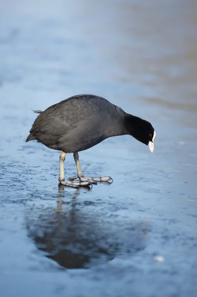 Eurasian Coot, Coot, Fulica atra — Stock Photo, Image