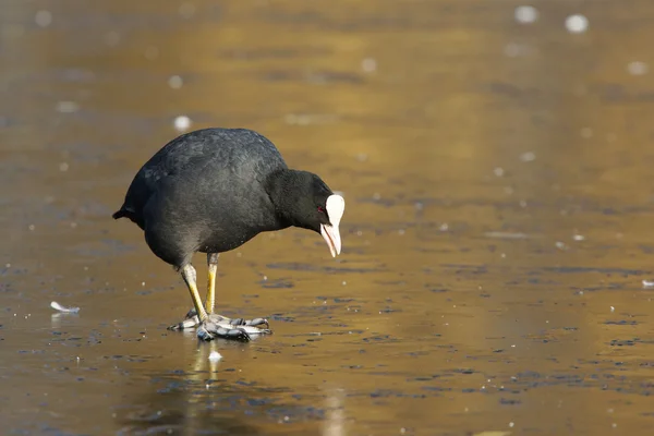 Eurasian coot, sothöna, fulica atra — Stockfoto