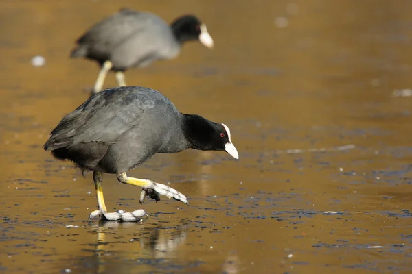 Eurasian Coot, Coot, Fulica atra — Stock Photo, Image