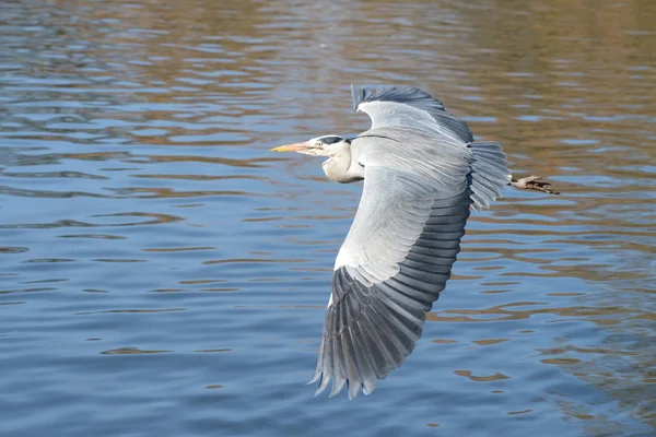 Garza gris, Ardea cinerea — Foto de Stock