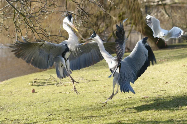 Garça cinzenta, Ardea cinerea — Fotografia de Stock