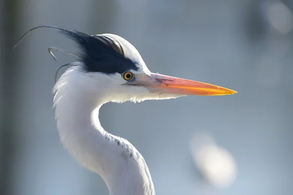 Airone grigio, Ardea cinerea — Foto Stock