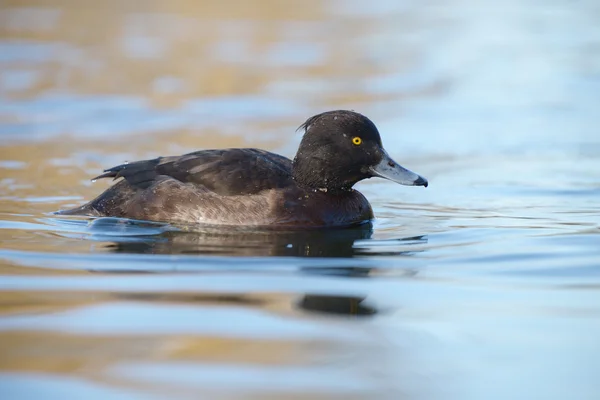 Büschelente, Aythya fuligula — Stockfoto