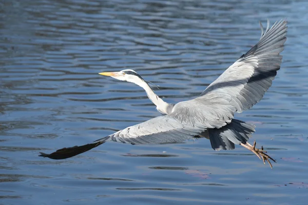 Garza gris, Ardea cinerea — Foto de Stock