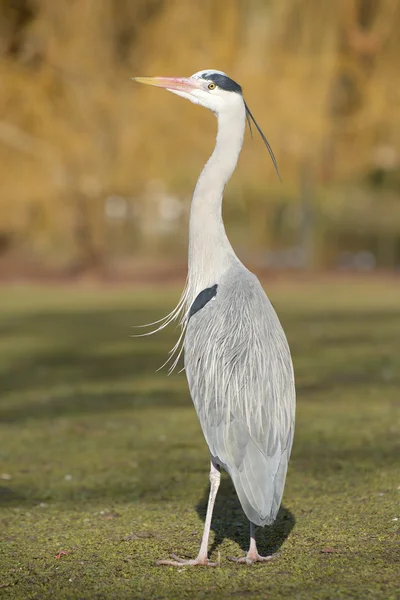 Szürke gém, Ardea cinerea — Stock Fotó