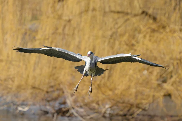 Garza gris, Ardea cinerea — Foto de Stock