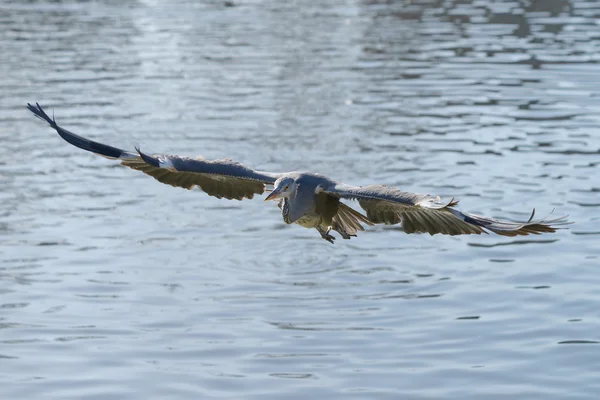 Garza gris, Ardea cinerea — Foto de Stock