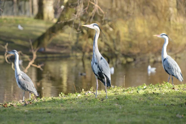 Garça cinzenta, Ardea cinerea — Fotografia de Stock