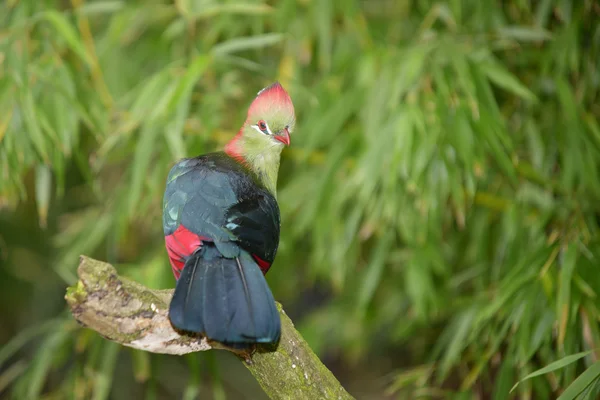 Fischer's Turaco, Tauraco fischeri — Stock Photo, Image