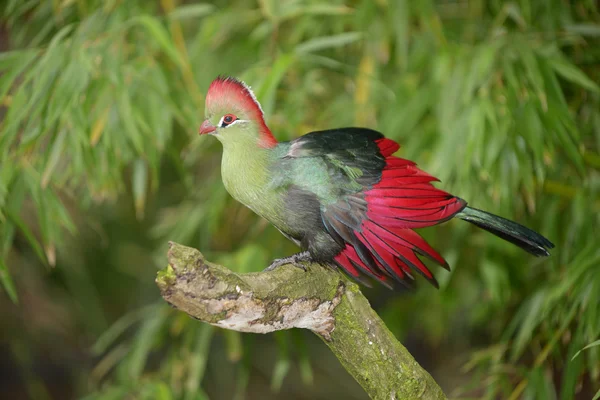 Fischer 's Turaco, Tauraco fischeri Fotografias De Stock Royalty-Free