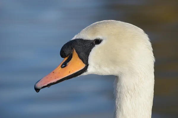 Cisne mudo, cygnus olor — Fotografia de Stock