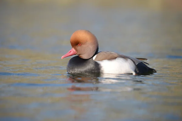 Rotschopfpochard, Netta rufina — Stockfoto