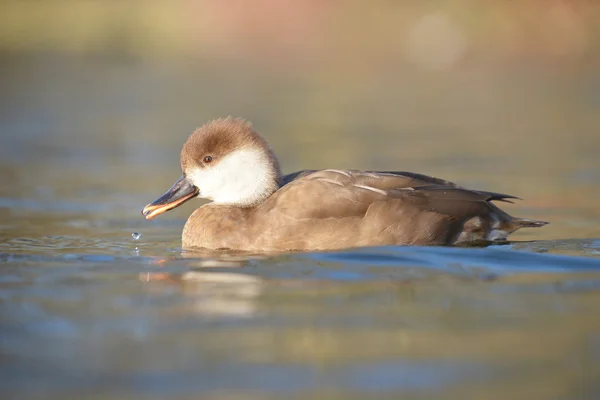 Pochard à aigrettes, Netta rufina — Photo