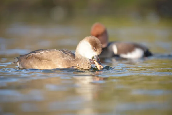 红冠Pochard, Netta rufina — 图库照片