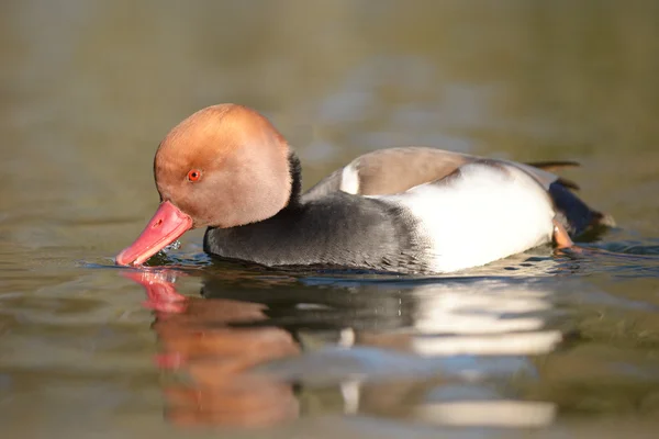 红冠Pochard, Netta rufina — 图库照片