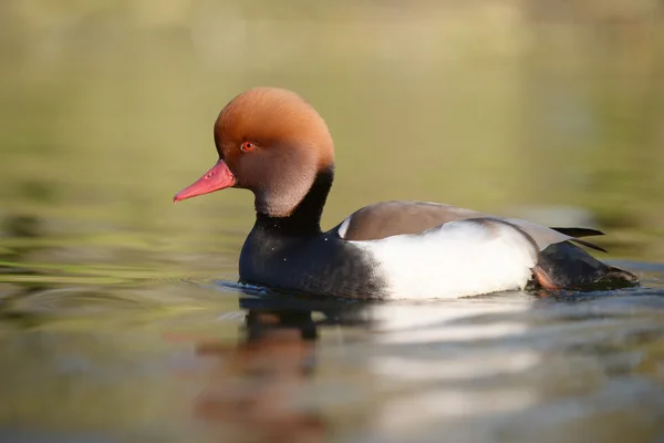 Pochard à aigrettes, Netta rufina — Photo