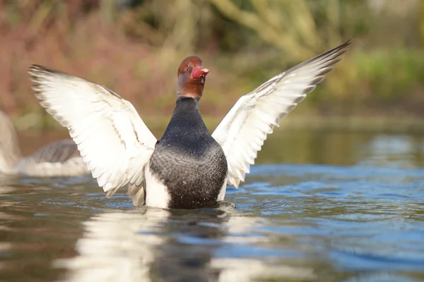 Red-crested Pochard, Netta rufina — Stock Photo, Image