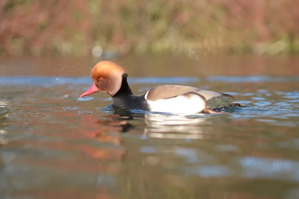 Kırmızı ibikli Pochard, Netta rufina — Stok fotoğraf