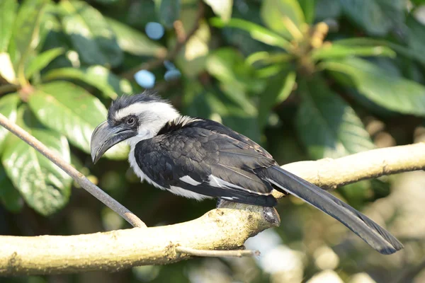 Von der Decken hornbill, Tockus deckeni — Stock fotografie