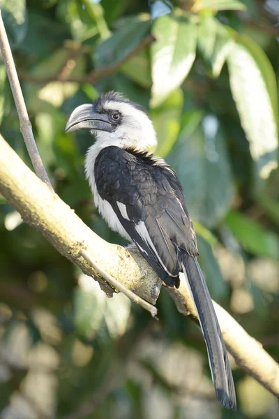 Von der decken 's hornbill, tockus deckeni — Stockfoto