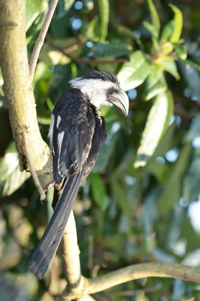 Von der Decken hornbill, Tockus deckeni — Stock fotografie