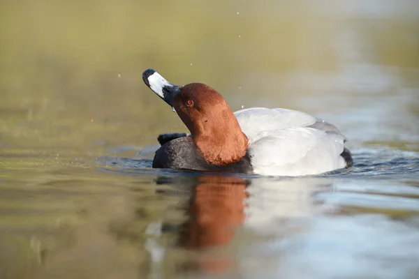 Almindelig Pochard, Pochard, Aythya ferina - Stock-foto