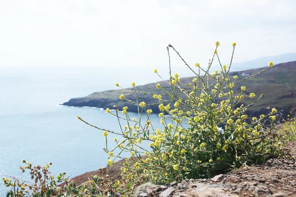 Leden till udden ponta de sao lourenco, madeira, Portugal, Europa — Stockfoto