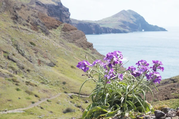 Leden till udden ponta de sao lourenco, madeira, Portugal, Europa — Stockfoto