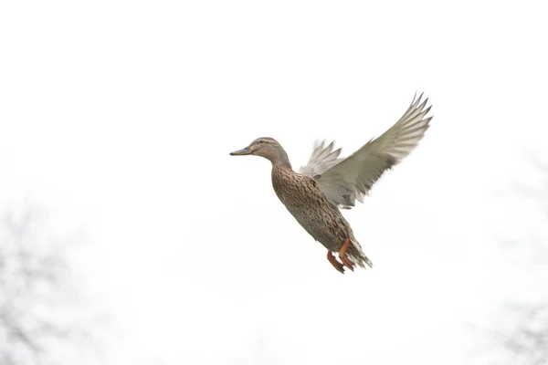 Canard colvert, anas platyrhynchos — Photo