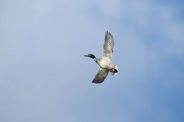 Wilde eend, anas platyrhynchos — Stockfoto