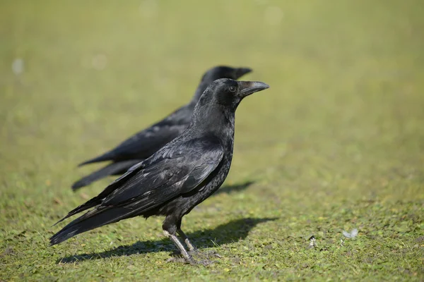 Ворона чорна corvus Короне — Stock Fotó