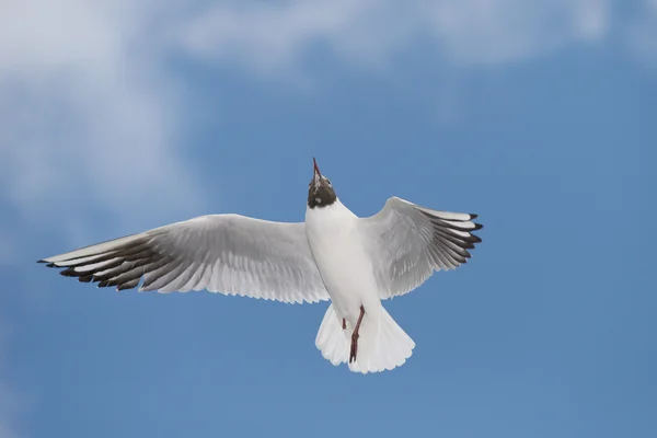 Schwarzkopfmöwe, chroicocephalus ridibundus — Stockfoto