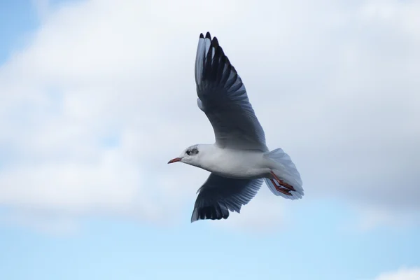 Black-headed Gull, Chroicocephalus ridibundus — Stock Photo, Image