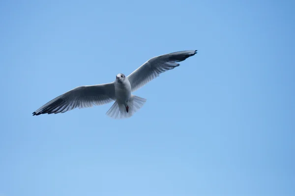 Black-headed Gull, Chroicocephalus ridibundus — Stock Photo, Image