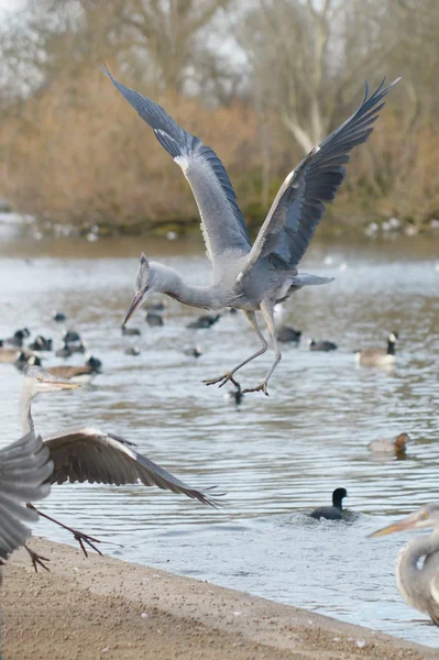 Graureiher, Ardea cinerea — Stockfoto