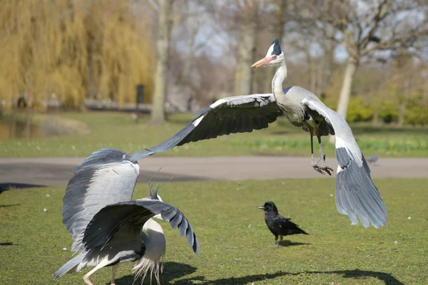 Grey Heron, Ardea cinerea — Stock Photo, Image