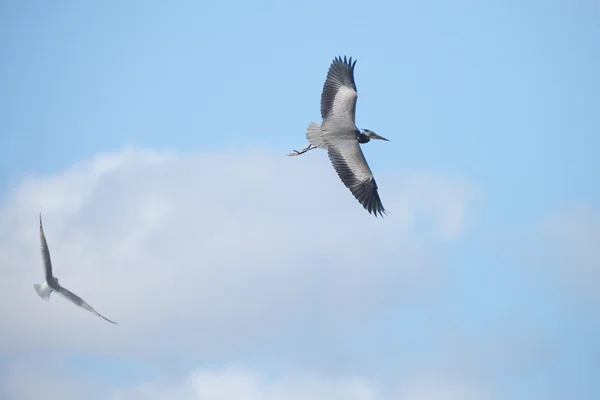 Garça cinzenta, Ardea cinerea — Fotografia de Stock