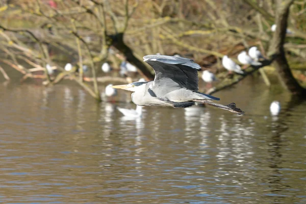 Gri balıkçıl, Ardea cinerea — Stok fotoğraf