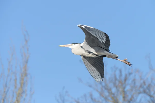 Garça cinzenta, Ardea cinerea — Fotografia de Stock