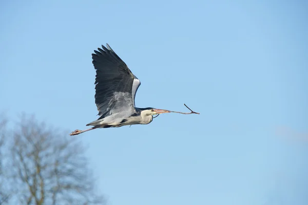 Garza gris, Ardea cinerea — Foto de Stock