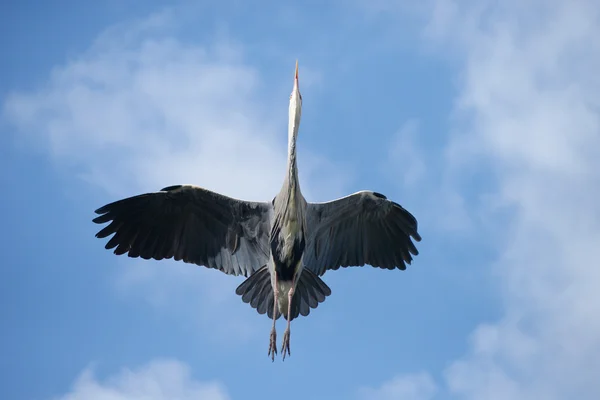 Grijze reiger, Ardea cinerea — Stockfoto